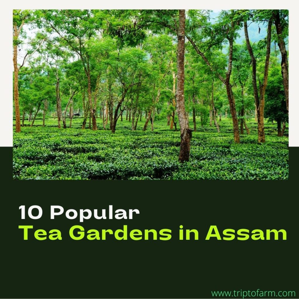 10 Popular Tea Gardens in Assam