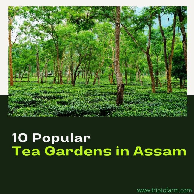 Top 10 Popular Tea Gardens in Assam