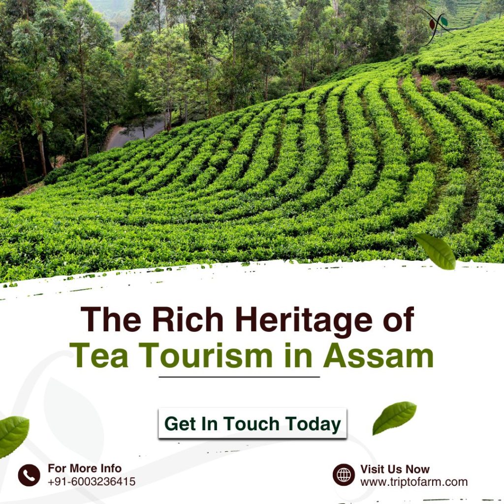 Tea Tourism in Assam