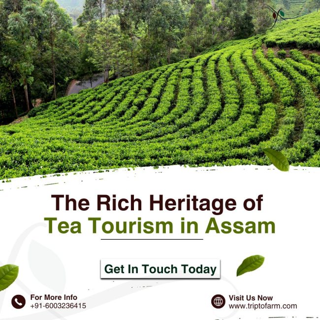 Exploring The Rich Heritage of Tea Tourism in Assam